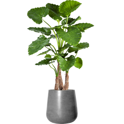 Растение в кашпо Alocasia calidora in Fiberstone