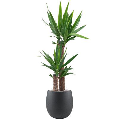 Растение в кашпо Yucca elephantipes in Grigio