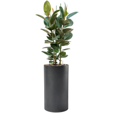 Ficus elastica 'Robusta' in Baq Basic