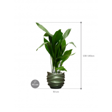 Aspidistra elatior in Baq Gradient Lee