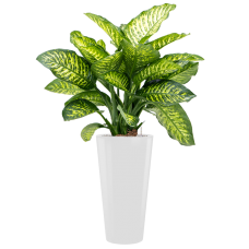 Dieffenbachia seguine 'Maroba' in Runner