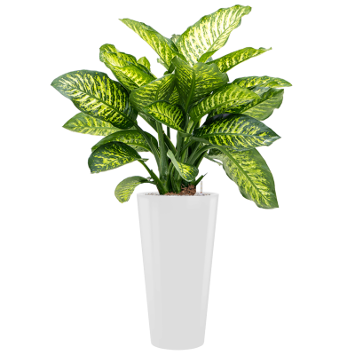 Растение в кашпо Dieffenbachia seguine 'Maroba' in Runner