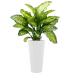 Растение в кашпо Dieffenbachia seguine 'Maroba' in Runner