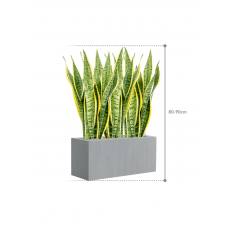 Sansevieria trifasciata 'Laurentii' in Argento