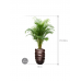 Растение в кашпо Dypsis (Areca) lutescens in Baq Gradient Lee