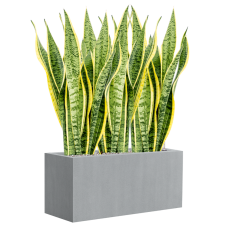 Sansevieria trifasciata 'Laurentii' in Argento