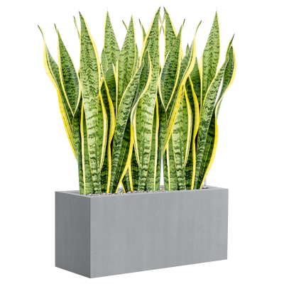 Растение в кашпо Sansevieria trifasciata 'Laurentii' in Argento