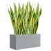 Растение в кашпо Sansevieria trifasciata 'Laurentii' in Argento