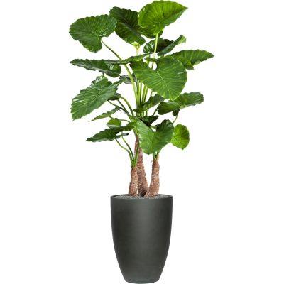 Растение в кашпо Alocasia calidora in Refined