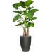 Растение в кашпо Alocasia calidora in Refined