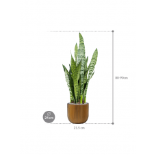 Sansevieria zeylanica in Capi Nature Groove