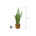 Растение в кашпо Sansevieria zeylanica in Capi Nature Groove