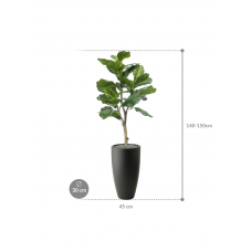 Ficus lyrata in Pure®