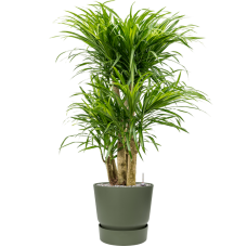 Pleomele (Dracaena) 'Anita Variegata' in Greenville