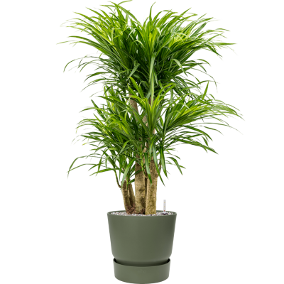 Растение в кашпо Pleomele (Dracaena) 'Anita Variegata' in Greenville