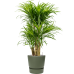 Растение в кашпо Pleomele (Dracaena) 'Anita Variegata' in Greenville