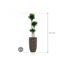 Dracaena fragrans 'Compacta' in Baq Luxe Lite Universe Layer