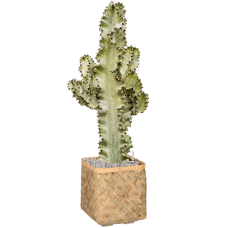 Euphorbia ingens marmorata in Bohemian