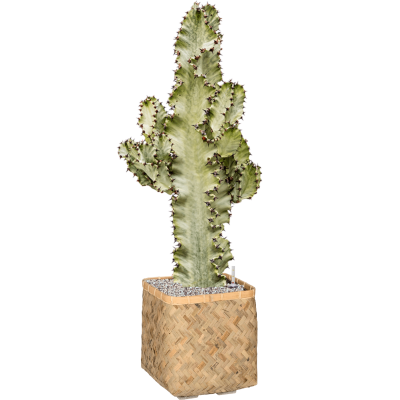 Растение в кашпо Euphorbia ingens marmorata in Bohemian