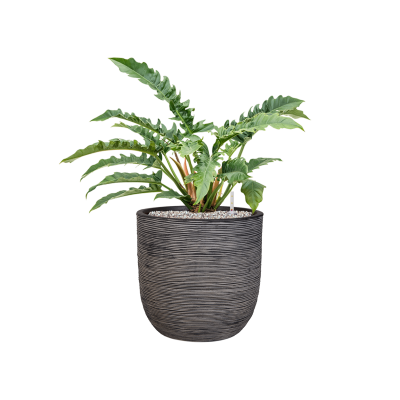 Растение в кашпо Philodendron 'Narrow' in Capi Nature Rib NL