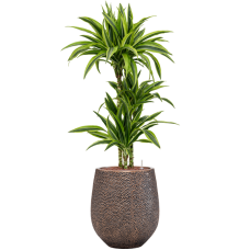 Dracaena fragrans 'Lemon Lime' in Baq Opus Hit