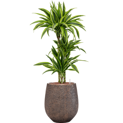 Растение в кашпо Dracaena fragrans 'Lemon Lime' in Baq Opus Hit