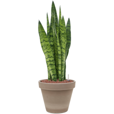 Sansevieria zeylanica in Terra Cotta