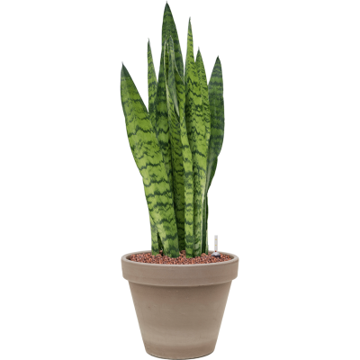 Растение в кашпо Sansevieria zeylanica in Terra Cotta