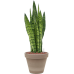 Растение в кашпо Sansevieria zeylanica in Terra Cotta