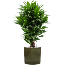 Dracaena fragrans 'Compacta' in Cylinder