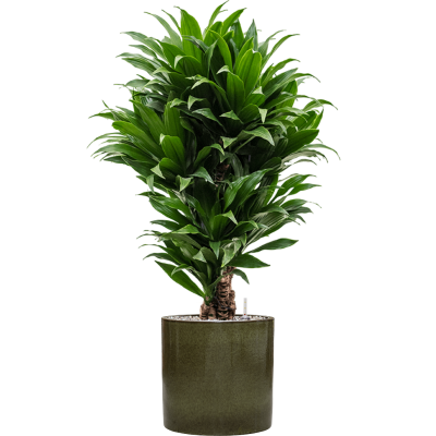 Растение в кашпо Dracaena fragrans 'Compacta' in Cylinder