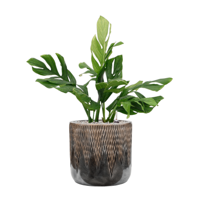 Растение в кашпо Monstera pinnatipartita in Baq Luxe Lite Universe Comet
