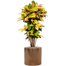 Croton (Codiaeum) variegatum 'Mrs. Iceton' in Cylinder