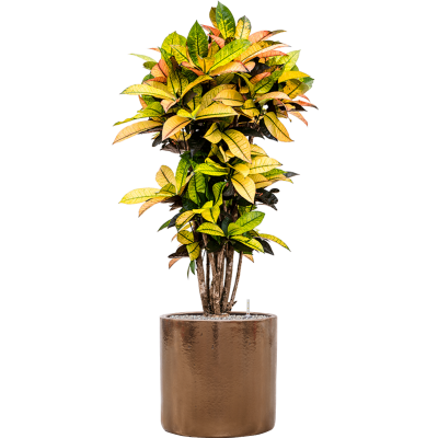 Растение в кашпо Croton (Codiaeum) variegatum 'Mrs. Iceton' in Cylinder