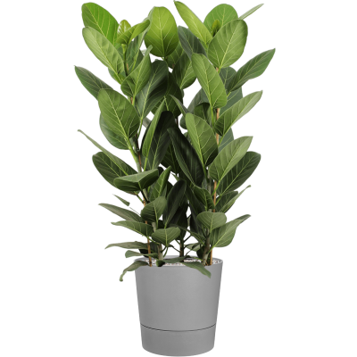 Растение в кашпо Ficus benghalensis 'Audrey' in Greensense Aqua Care