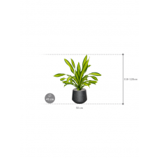 Dracaena fragrans 'Charley' in Baq Raindrop