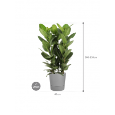 Ficus benghalensis 'Audrey' in Greensense Aqua Care