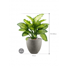 Dieffenbachia seguine 'Maroba' in Grigio