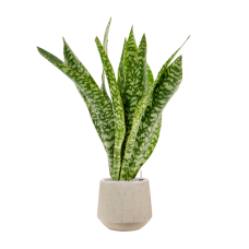 Sansevieria masoniana 'Dragon' in Baq Raindrop