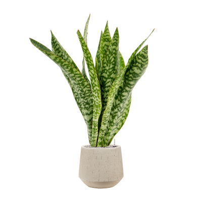 Растение в кашпо Sansevieria masoniana 'Dragon' in Baq Raindrop