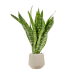 Растение в кашпо Sansevieria masoniana 'Dragon' in Baq Raindrop