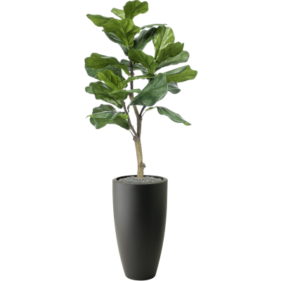 Растение в кашпо Ficus lyrata in Pure®