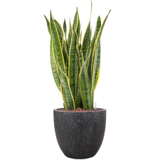 Sansevieria trifasciata 'Laurentii' in Baq Raindrop