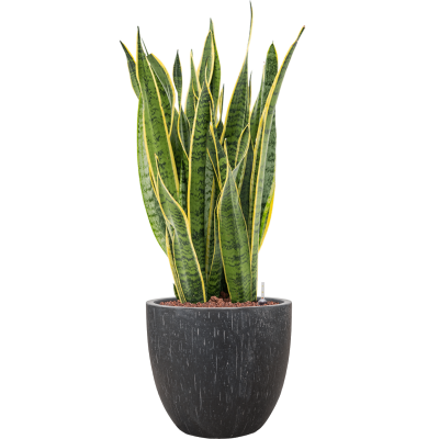 Растение в кашпо Sansevieria trifasciata 'Laurentii' in Baq Raindrop