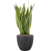 Растение в кашпо Sansevieria trifasciata 'Laurentii' in Baq Raindrop