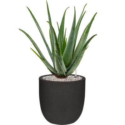 Растение в кашпо Aloe vera barbadensis in Capi Urban Smooth NL