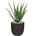 Растение в кашпо Aloe vera barbadensis in Capi Urban Smooth NL