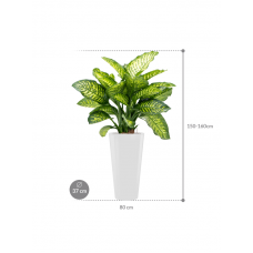 Dieffenbachia seguine 'Maroba' in Runner