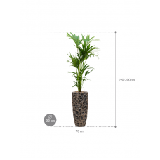 Kentia (Howea) forsteriana in Baq Luxe Lite Universe Moon