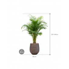 Dypsis (Areca) lutescens in Baq Opus Hit